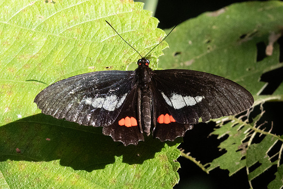 parides eurimedes