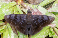 Pellicia arina-1549