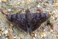 Pellicia arina