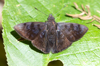 Pellicia arina-2065