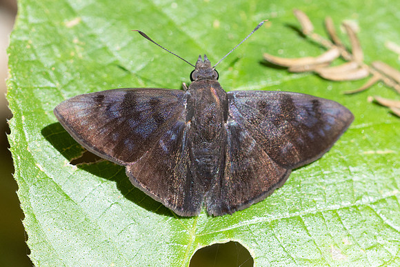 Pellicia arina-2065