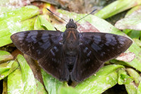 Pellicia arina-1552