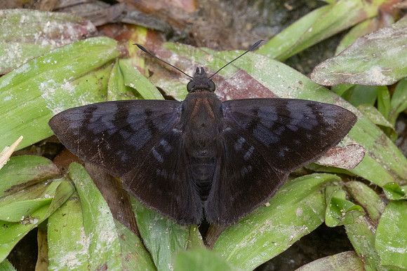 Pellicia arina-1557
