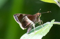 Remella remus-3602 -  Minca - 18/07/25