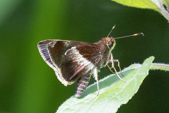 Remella remus-3602 -  Minca - 18/07/25