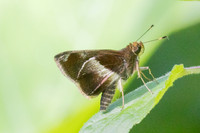 Remella remus-3607 -  Minca - 18/07/25