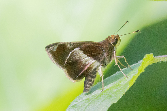 Remella remus-3607 -  Minca - 18/07/25