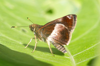 Remella remus-3618 -  Minca - 18/07/25