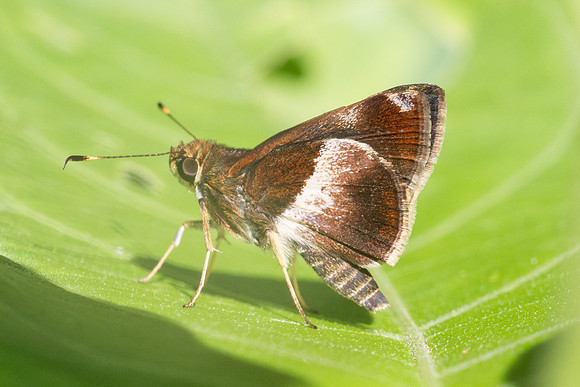 Remella remus-3618 -  Minca - 18/07/25