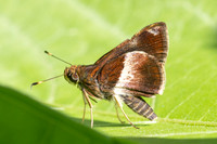 Remella remus-3624 -  Minca - 18/07/25