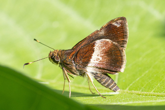Remella remus-3624 -  Minca - 18/07/25