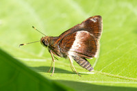 Remella remus-3623 -  Minca - 18/07/25
