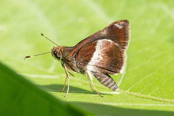 Remella remus-3623 -  Minca - 18/07/25