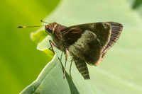Remella remus-3596 -  Minca - 18/07/25