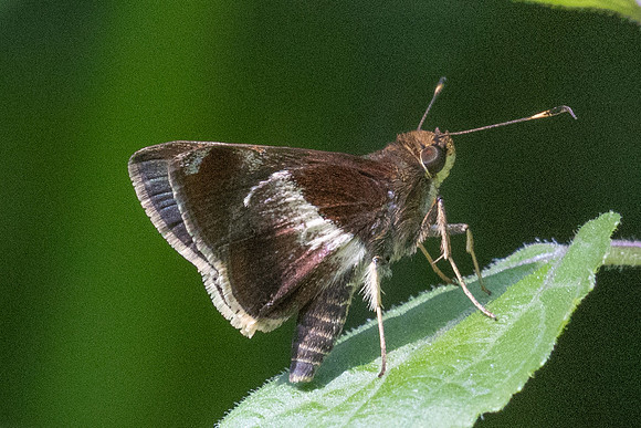 Remella remus-3600 -  Minca - 18/07/25