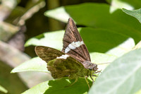 Spathilepia clonius