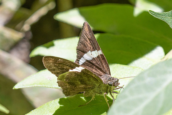 Spathilepia clonius id--4049