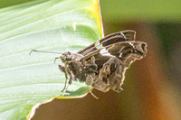 Spathilepia clonus-7118