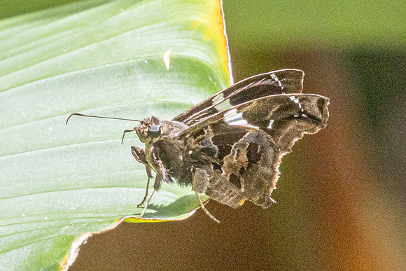 Spathilepia clonus-7118