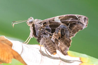 Spathilepia clonus-7130