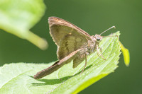 Spicauda simplicius-4038