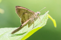 Spicauda simplicius-4041