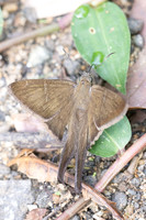 Spicauda simplicius-7329