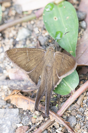 Spicauda simplicius-7329