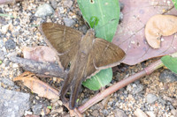 Spicauda simplicius-7332