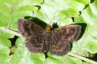 Staphylus vulgata-1397 - Minca - 16/07/25