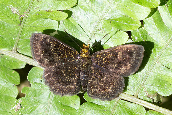 Staphylus vulgata-1397 - Minca - 16/07/25
