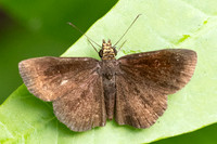 Staphylus vulgata id--0775 - Minca - 15/07/25
