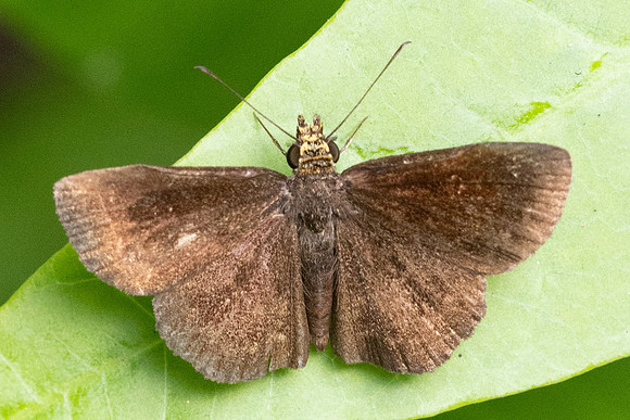 Staphylus vulgata id--0775 - Minca - 15/07/25