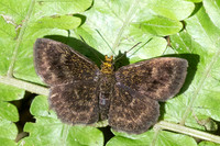 Staphylus vulgata-1403 - Minca - 16/07/25