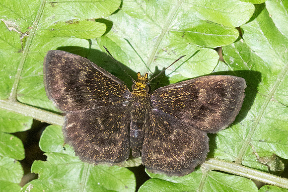 Staphylus vulgata-1403 - Minca - 16/07/25