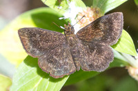 Staphylus vulgata-7099 - Bucaramanga - 25 juillet 25