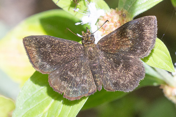 Staphylus vulgata-7099 - Bucaramanga - 25 juillet 25