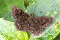Staphylus vulgata-7164 - Bucaramanga - 29/07/25