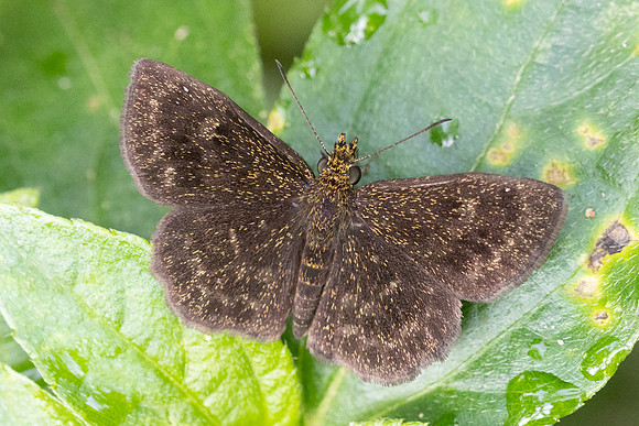 Staphylus vulgata-7164 - Bucaramanga - 29/07/25
