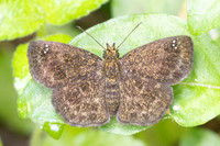 Staphylus vulgata-0591 - Minca - 15/07/25