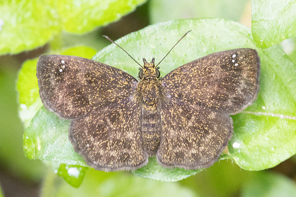 Staphylus vulgata-0591 - Minca - 15/07/25