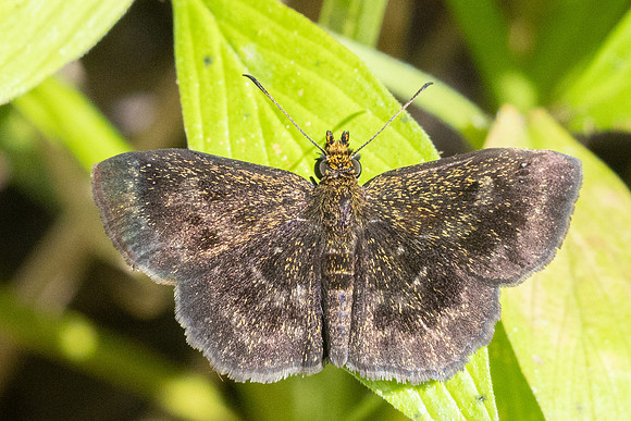 Staphylus vulgata-0278