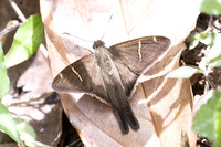 Spicauda teleus-1710- Minca - 16/07/25