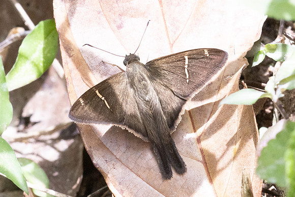 Spicauda teleus-1710- Minca - 16/07/25