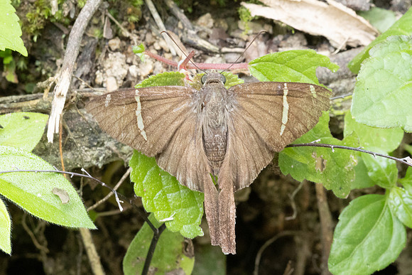 Spicauda teleus-1742 - Minca - 16/07/25