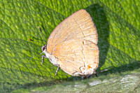 Ziegleria hesperitis-3508