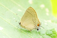 Ziegleria hesperitis-8099