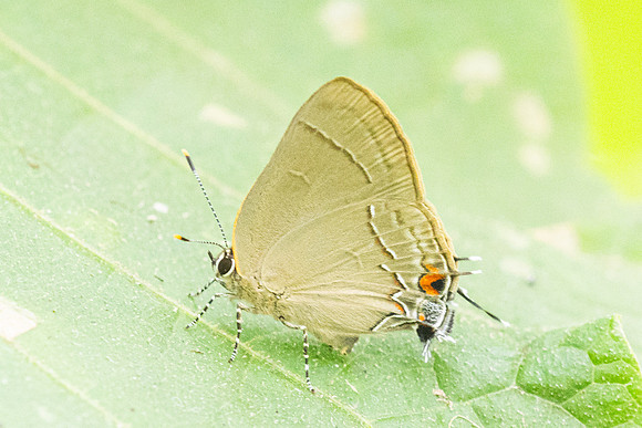 Ziegleria hesperitis-8099