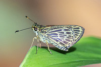Callimormus interpunctata-7680