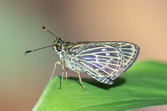 Callimormus interpunctata-7680